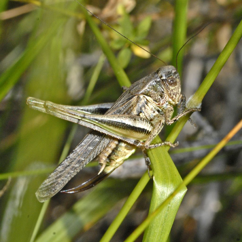 Una cavalletta da Pragelato:  Platycleis sp. (Tettigoniidae)